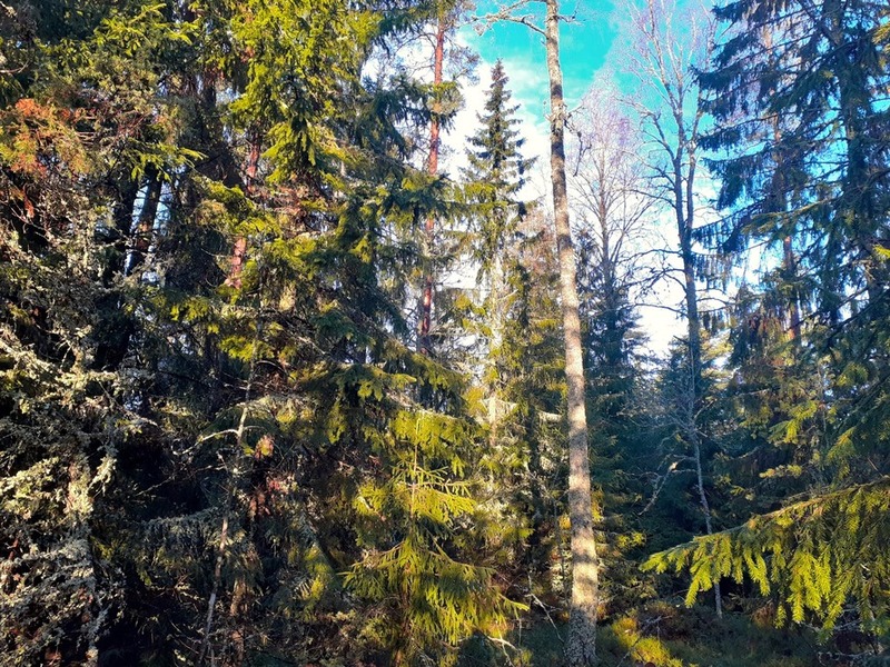 Metsä marraskuu